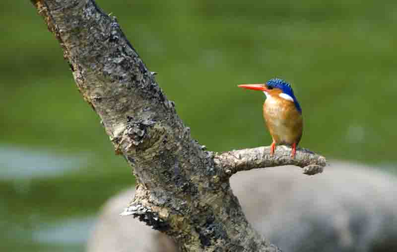 Shining Blue Kingfisher o Azul Brillante Kingfisher - parque nacional Queen Elizabeth - Uganda 1.jpg